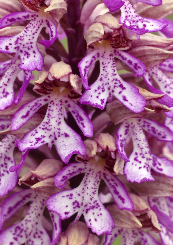 Orchis xhybrida (Orchis militaris x Orchis purpurea) altopiani abruzzesi - giugno 2018